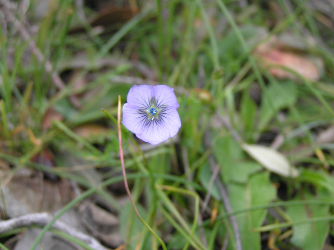 Linum bienne / Lino selvatico